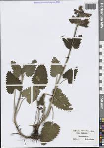 Betonica macrantha K.Koch, Caucasus, Stavropol Krai, Karachay-Cherkessia & Kabardino-Balkaria (K1b) (Russia)