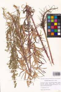 Artemisia umbrosa Turcz. ex DC., Eastern Europe, Moscow region (E4a) (Russia)