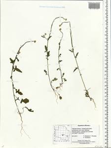 Sisymbrium officinale (L.) Scop., Eastern Europe, North-Western region (E2) (Russia)