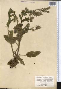 Solenanthus circinnatus Ledeb., Middle Asia, Pamir & Pamiro-Alai (M2) (Uzbekistan)