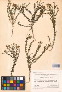 MHA 0 159 195, Linaria cretacea Fisch. ex Spreng., Eastern Europe, North Ukrainian region (E11) (Ukraine)