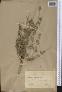 Atriplex flabellum Bunge ex Boiss., Middle Asia, Pamir & Pamiro-Alai (M2) (Uzbekistan)