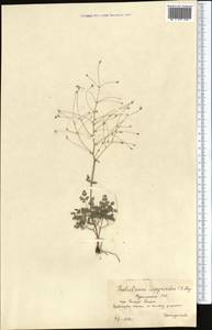 Thalictrum isopyroides C. A. Mey., Middle Asia, Kopet Dag, Badkhyz, Small & Great Balkhan (M1) (Turkmenistan)