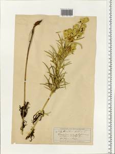 Aconitum anthora L., Eastern Europe, Moscow region (E4a) (Russia)