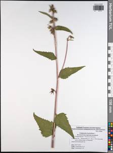 Campanula trachelium L., Eastern Europe, Central region (E4) (Russia)