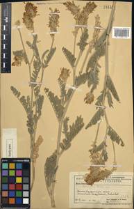 Astragalus ninae Pavlov, Middle Asia, Caspian Ustyurt & Northern Aralia (M8) (Kazakhstan)