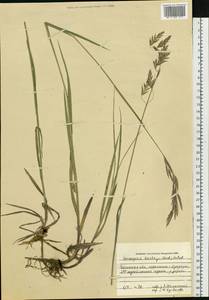 Bromus pumpellianus Scribn., Siberia, Baikal & Transbaikal region (S4) (Russia)