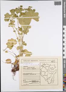 Alchemilla oligantha Juz., Eastern Europe, Eastern region (E10) (Russia)