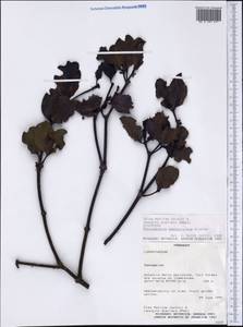 Phoradendron bathyoryctum Eichl., America (AMER) (Paraguay)