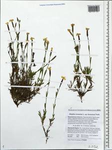 Dianthus arenarius, Eastern Europe, Northern region (E1) (Russia)