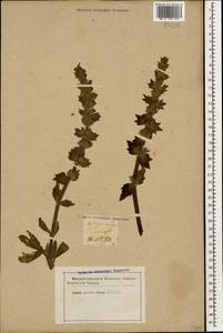 Ajuga orientalis L., Caucasus (no precise locality) (K0)