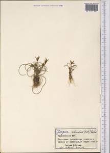 Gagea reticulata (Pall.) Schult. & Schult.f., Middle Asia, Karakum (M6) (Turkmenistan)