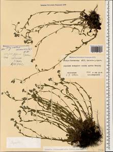Myosotis lithospermifolia (Willd.) Hornem., Caucasus, North Ossetia, Ingushetia & Chechnya (K1c) (Russia)