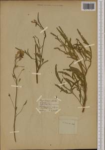 Sisymbrium austriacum Jacq., Botanic gardens and arboreta (GARD) (Estonia)