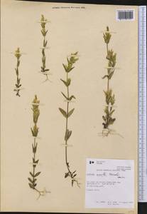Gentianella amarella subsp. acuta (Michx.) Gillett, America (AMER) (Canada)