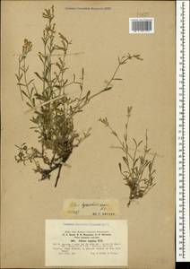 Silene spergulifolia (Willd.) M. Bieb., Crimea (KRYM) (Russia)