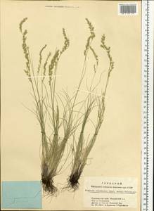 Festuca valesiaca Schleich. ex Gaudin, Siberia, Altai & Sayany Mountains (S2) (Russia)
