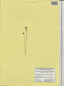 Lomatogonium rotatum (L.) Fr. ex Fernald, Siberia, Central Siberia (S3) (Russia)