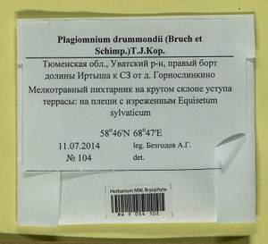 Plagiomnium drummondii (Bruch & Schimp.) T.J. Kop., Bryophytes, Bryophytes - Western Siberia (including Altai) (B15) (Russia)