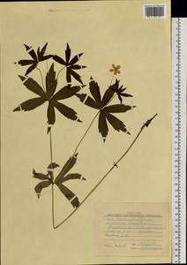 Anemonastrum dichotomum (L.) Mosyakin, Siberia, Western Siberia (S1) (Russia)