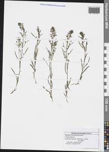 Thesium ebracteatum Hayne, Eastern Europe, Middle Volga region (E8) (Russia)