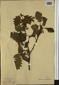 Quercus pubescens Willd., Western Europe (EUR) (Italy)
