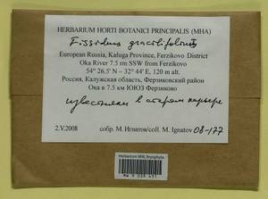 Fissidens gracilifolius Brugg.-Nann. & Nyholm, Bryophytes, Bryophytes - Middle Russia (B6) (Russia)
