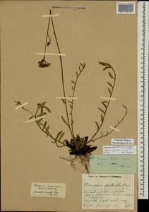 Pilosella piloselloides subsp. praealta (Gochnat) S. Bräut. & Greuter, Eastern Europe, Central region (E4) (Russia)