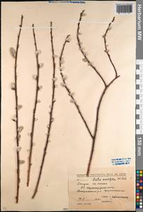 Salix acutifolia Willd., Caucasus, Stavropol Krai, Karachay-Cherkessia & Kabardino-Balkaria (K1b) (Russia)