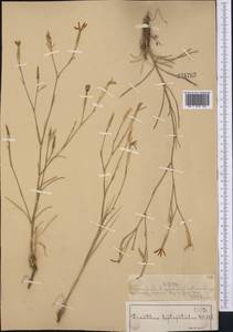 Dianthus leptopetalus Willd., Middle Asia, Muyunkumy, Balkhash & Betpak-Dala (M9) (Kazakhstan)