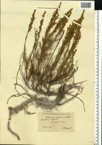 Artemisia salsoloides Willd., Eastern Europe, Lower Volga region (E9) (Russia)