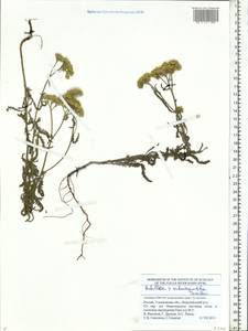 Achillea ×submicrantha Tzvelev, Eastern Europe, Middle Volga region (E8) (Russia)
