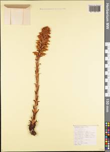 Orobanche buekii subsp. buekii, Caucasus, Black Sea Shore (from Novorossiysk to Adler) (K3) (Russia)