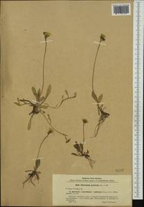 Pilosella floribunda (Wimm. & Grab.) Fr., Western Europe (EUR) (Poland)