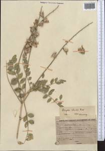 Astragalus rhacodes Bunge, Middle Asia, Western Tian Shan & Karatau (M3) (Kyrgyzstan)