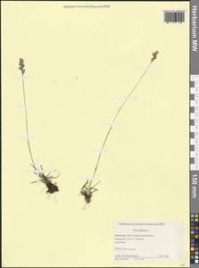 Poa alpina L., Caucasus, Dagestan (K2) (Russia)