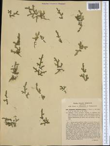 Lycopodioides denticulata (L.) Kuntze, Western Europe (EUR) (Italy)