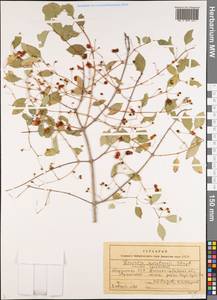 Lonicera korolkowii Stapf, Middle Asia, Western Tian Shan & Karatau (M3) (Kyrgyzstan)