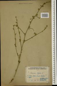 Cichorium intybus L., Caucasus, Armenia (K5) (Armenia)