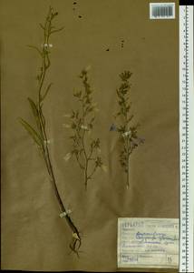 Campanula sibirica L., Siberia, Altai & Sayany Mountains (S2) (Russia)
