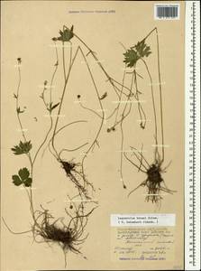 Ranunculus buhsei Boiss., Caucasus, North Ossetia, Ingushetia & Chechnya (K1c) (Russia)