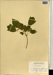 Acer buergerianum Miq., South Asia, South Asia (Asia outside ex-Soviet states and Mongolia) (ASIA) (China)