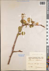 Malus domestica Borkh., Eastern Europe, North-Western region (E2) (Russia)