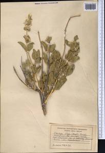 Moluccella olgae (Regel) Ryding, Middle Asia, Northern & Central Tian Shan (M4) (Kyrgyzstan)