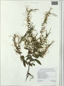 Epilobium pseudorubescens A. K. Skvortsov, Western Europe (EUR) (Germany)