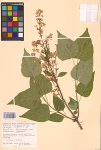Syringa vulgaris L., Eastern Europe, Central forest-and-steppe region (E6) (Russia)