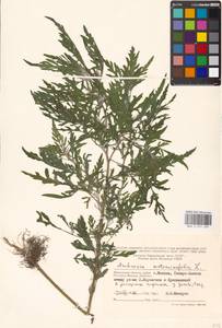 Ambrosia artemisiifolia L., Eastern Europe, Moscow region (E4a) (Russia)