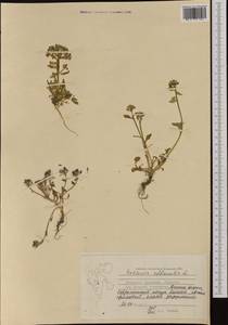 Cochlearia officinalis L., Western Europe (EUR) (Svalbard and Jan Mayen)