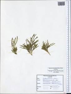 Diphasiastrum ×issleri (Rouy) Holub, Western Europe (EUR) (Germany)