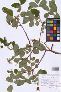 Rosa acicularis Lindl., Eastern Europe, Northern region (E1) (Russia)